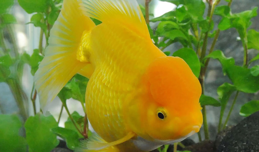 Randa Fish Oranda Fish